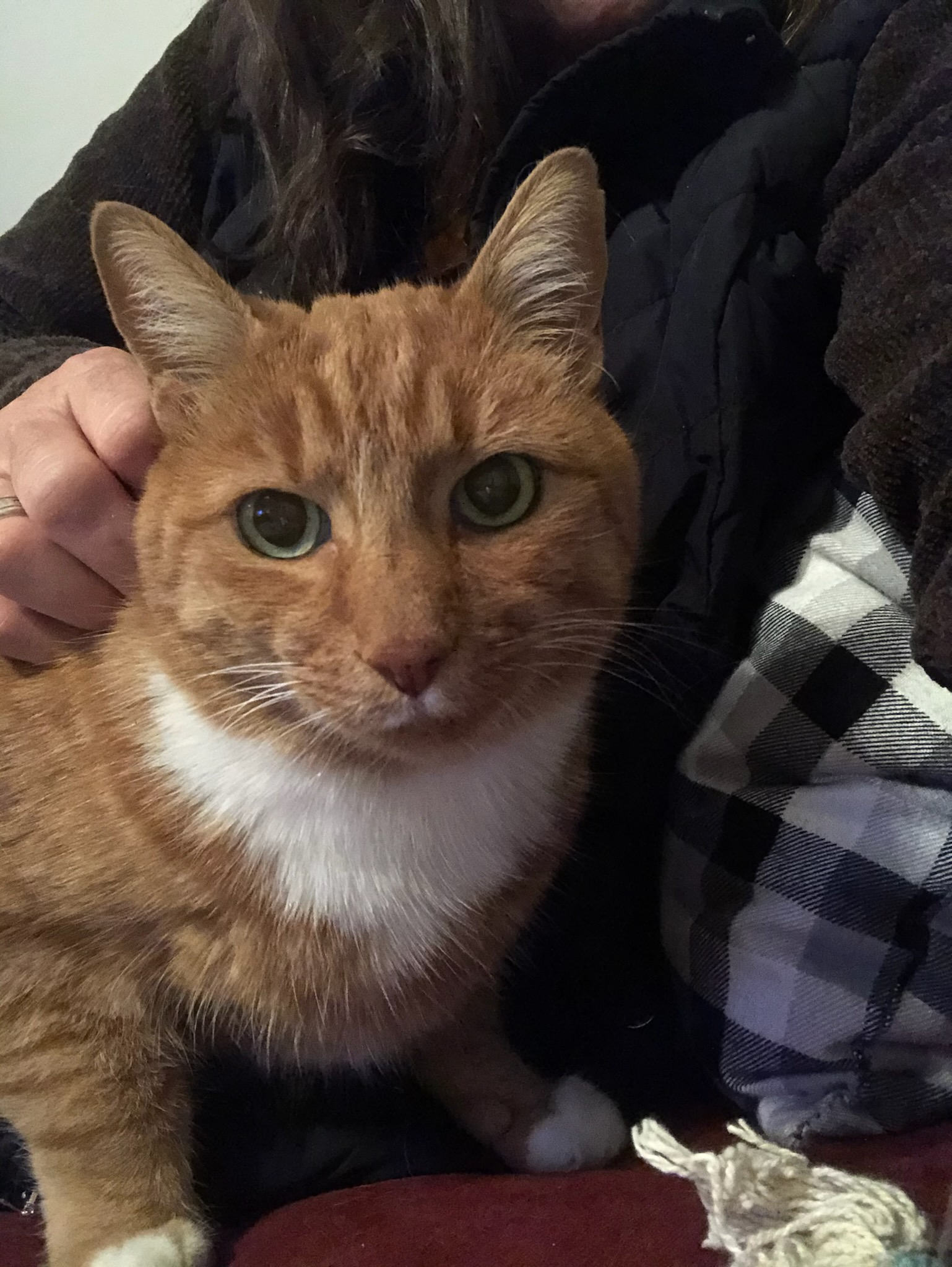 Garfield the orange tabby cat